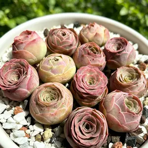 Aeonium Aureum 3/6-Pack Succulent Set – 1 Inch Rare Live Succulents, Easy Care Bare Root Plants, Indoor Plant Decor, Beginner Friendly