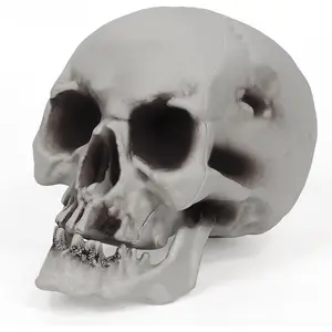 Human Skull Skeleton Life Size for Halloween Skull Model 1:1 Replica Plastic Skull  Graveyard Outdoor Decor
