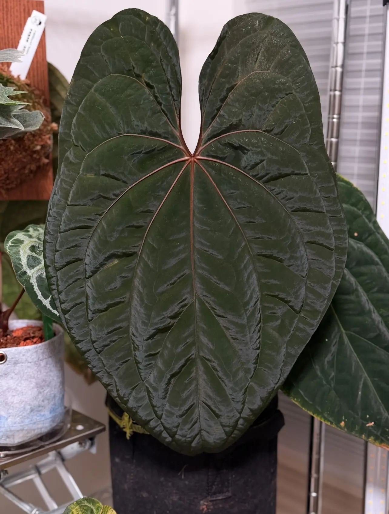 Rare Anthurium Dark Phoenix Live Plant 2-Inch Pot | Dark Velvet Anthurium | Collector Aroid