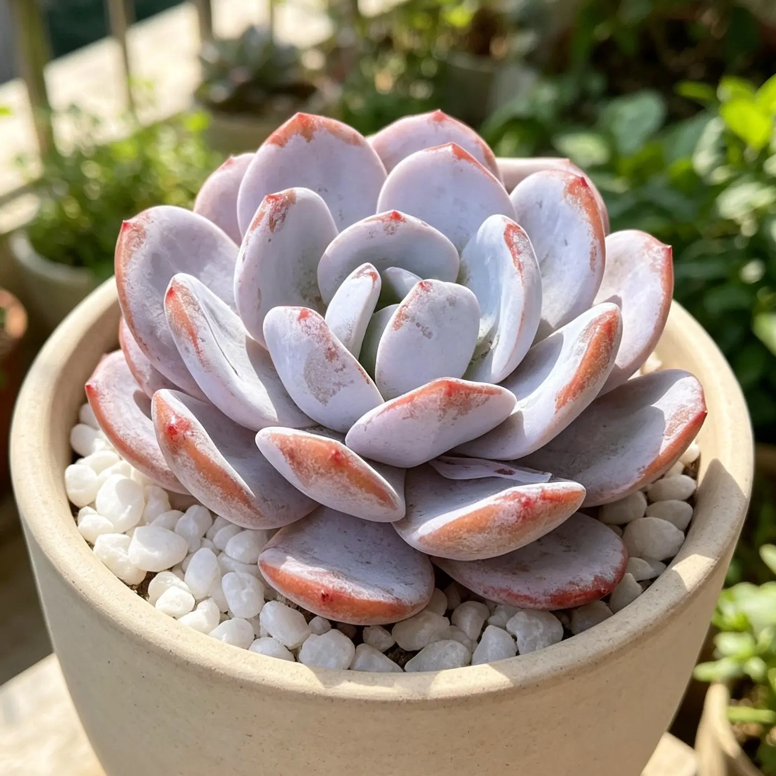 Echeveria ‘Laui’ Live Succulent  Colorful Easy-Care Plant | Bare Root | Beginner Friendly | Home Decor & Gift