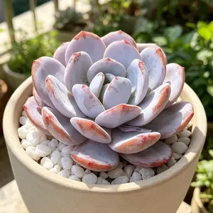 Echeveria ‘Laui’ Live Succulent  Colorful Easy-Care Plant | Bare Root | Beginner Friendly | Home Decor & Gift