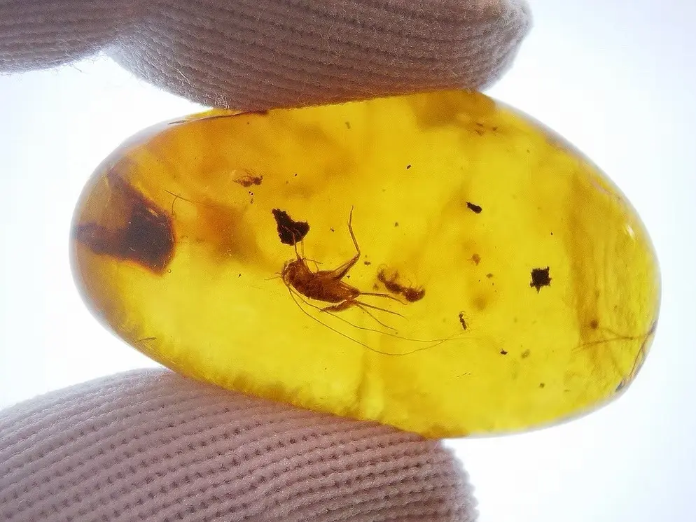$150.00 Piece of Amber