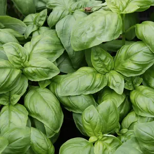 Genovese Basil Seeds