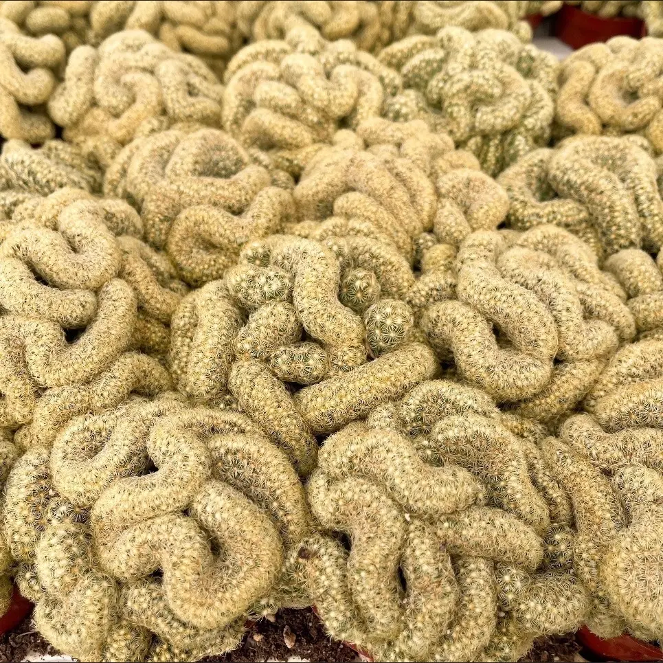 Brain Cactus | Mammillaria Cristata Brain Cactus | Crested Succulent | Live Plant