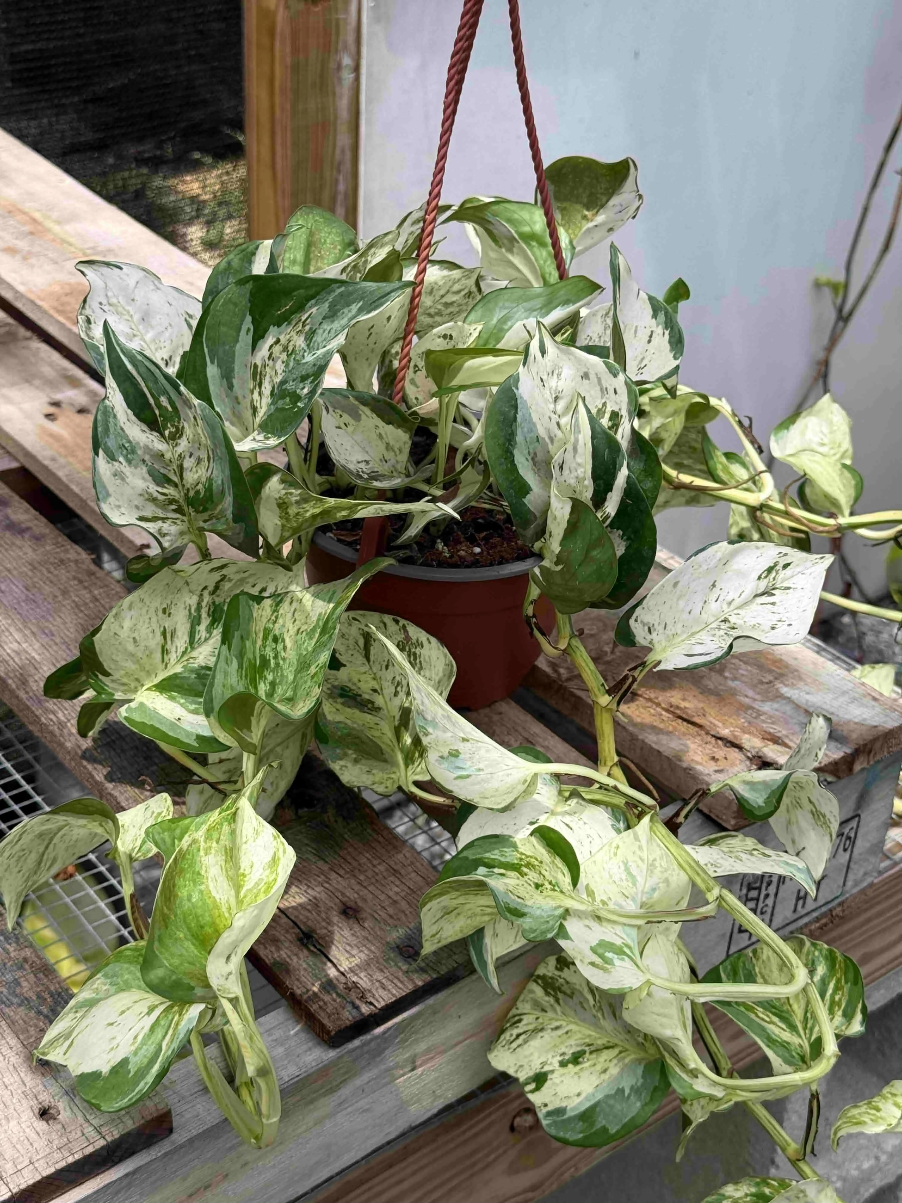 Pothos Ivory Knight Hanging Basket Potted Live Plant 6in - Epipremnum aureum