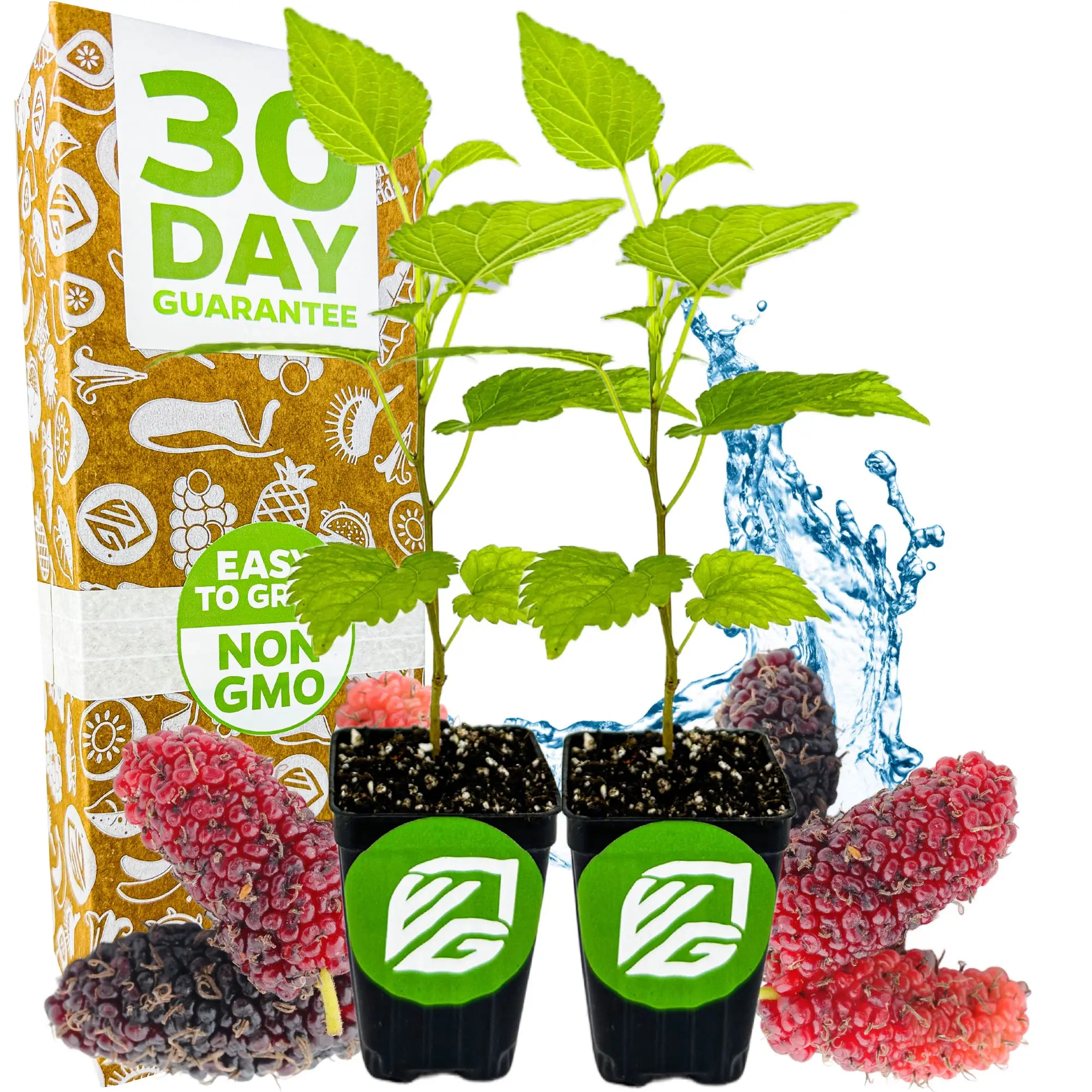 (2-Pack) Dwarf Everbearing Black Mulberry Tree Live Plant – Morus nigra by Wellspring Gardens - Premium Fruit Tree for Indoor & Outdoor Planting – Ideal for Gardens, Patio, Landscaping