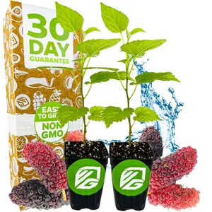 (2-Pack) Dwarf Everbearing Black Mulberry Tree Live Plant – Morus nigra by Wellspring Gardens - Premium Fruit Tree for Indoor & Outdoor Planting – Ideal for Gardens, Patio, Landscaping