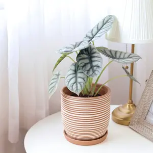 Alocasia Silver Dragon