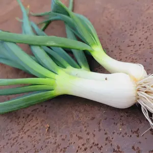 Thom Multiplying Onion Bulbs | Easy-To-Grow | 15 Bulbs in Bundle