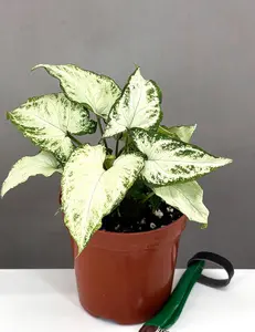 Syngonium Holly