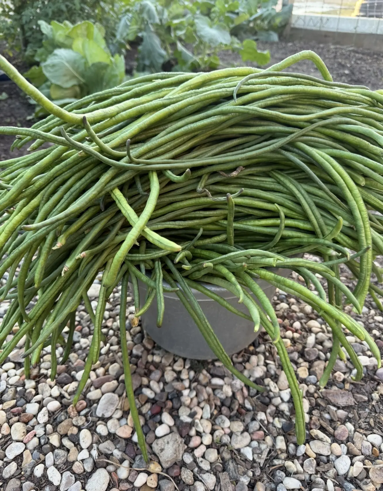 200 Long Bean "Yard Long Beans" or also known as asparagus bean seeds  All grown on my farm 1 oz of seeds. Super easy to grow and beautiful trellis vining plant
