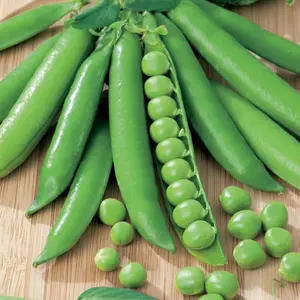 TomorrowSeeds - Green Arrow Shelling Pea Seeds -  Non GMO Sweet English Pea Shoots Snap Snow Asian Garden Vegetable Seed 2024 Season