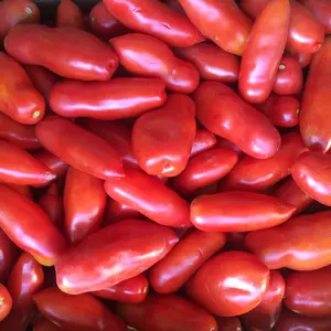 Organic San Marzano Italian Tomato Seeds Indeterminate (Solanum lycopersicum) – Heirloom, Perfect for Sauces and Canning