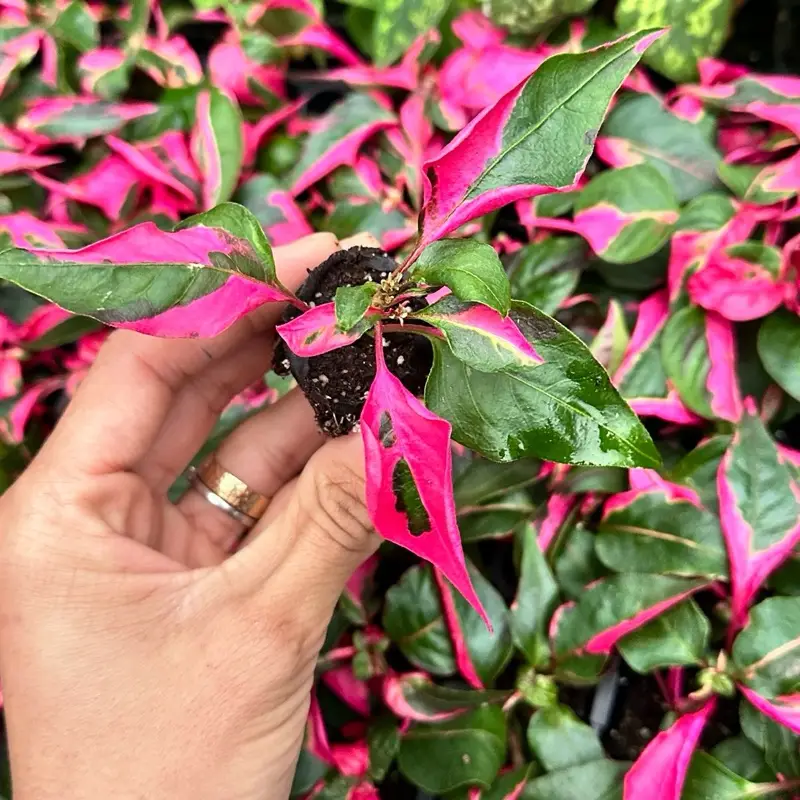 Alternanthera Party Time Pink Plant 2" Pot Variegated Houseplant Unique Leaves Rare Collector's Live Tropical Starter Plant United States