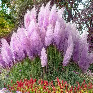 1000+ Mix Pampas Grass Seeds for Planting Cortaderia Selloana Seeds Heirloom Ornamental Plants Decor Garden Tall Feathery Blooms Blue White Pink Red Yellow