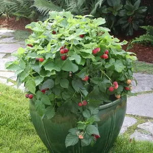 Bushel and Berry Raspberry Shortcake Bush Rubus NR7 Dwarf Thornless Compact Ornamental Edible Fruit Plant for Containers and Gardens with Bright Red Berries and White Spring Flowers