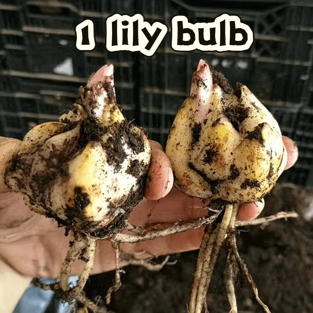 Fragrant Mixed Lily Bulbs | Easy To Grow Outdoor & Indoor