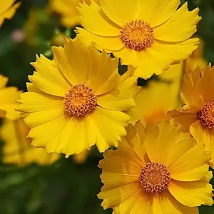 10000 Coreopsis macrocarpon seeds - easy to grow, blooms all year round, suitable for gardens, fields and potted plants