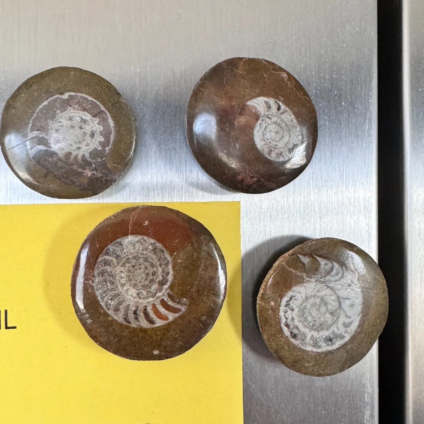 Ammonite Fossil Refrigerator Magnet Decor Rock