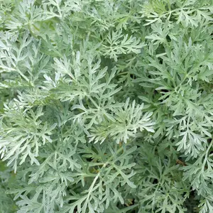 Wormwood 'Absinthe' 150+ Seeds (Artemisia absinthium) – Organic Aromatic Herb – Hardy Perennial with Historic Uses in Herbal Medicine & Garden Pest Control