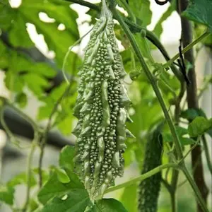 TomorrowSeeds - Black Pearl Bitter Melon Seeds -  Indian Bitter Gourd Karela Balsam Pear Fu Qua F1 Garden Asian Vegetable Seed For 2025 Season