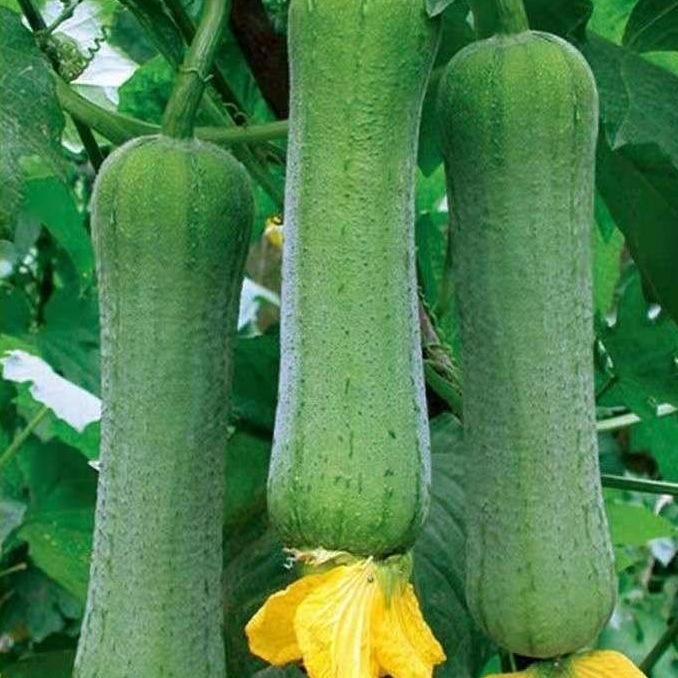 Smooth loofah seeds - 30 seeds - 2025 Plant smooth medium wide sponge open pollinated cucumber loofah Bitter Gourd Asia Grow your own family farm yard
