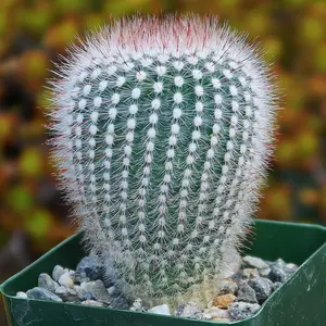 Notocactus scopa rubra