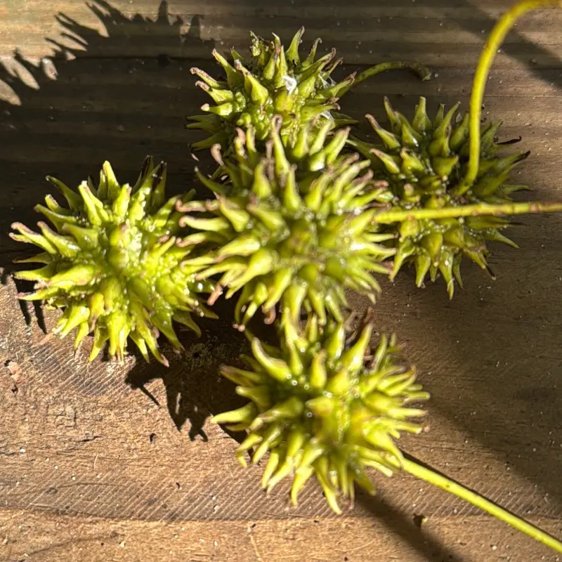 Sweet Gum Balls Herbs and Crafts