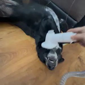 Professional Pet Grooming Vacuum Kit with Cordless Low Noise Dog Clippers and 5 Groomer Tools for Cats and Dogs pet grooming