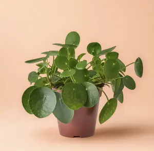 4" Pilea Peperomioides Chinese Money – Lucky Money Live Plant, Easy Care Coin-Shaped Leaves, Ideal for Indoors & Home Decor, Air Purifying, Beginner Friendly & Pet Friendly