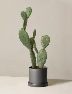 Artificial Cactus