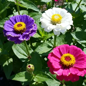 200 Zinnia Seeds – Bright Multi-Color Blooms for Easy-Grow Summer Gardens (Seeds Only)