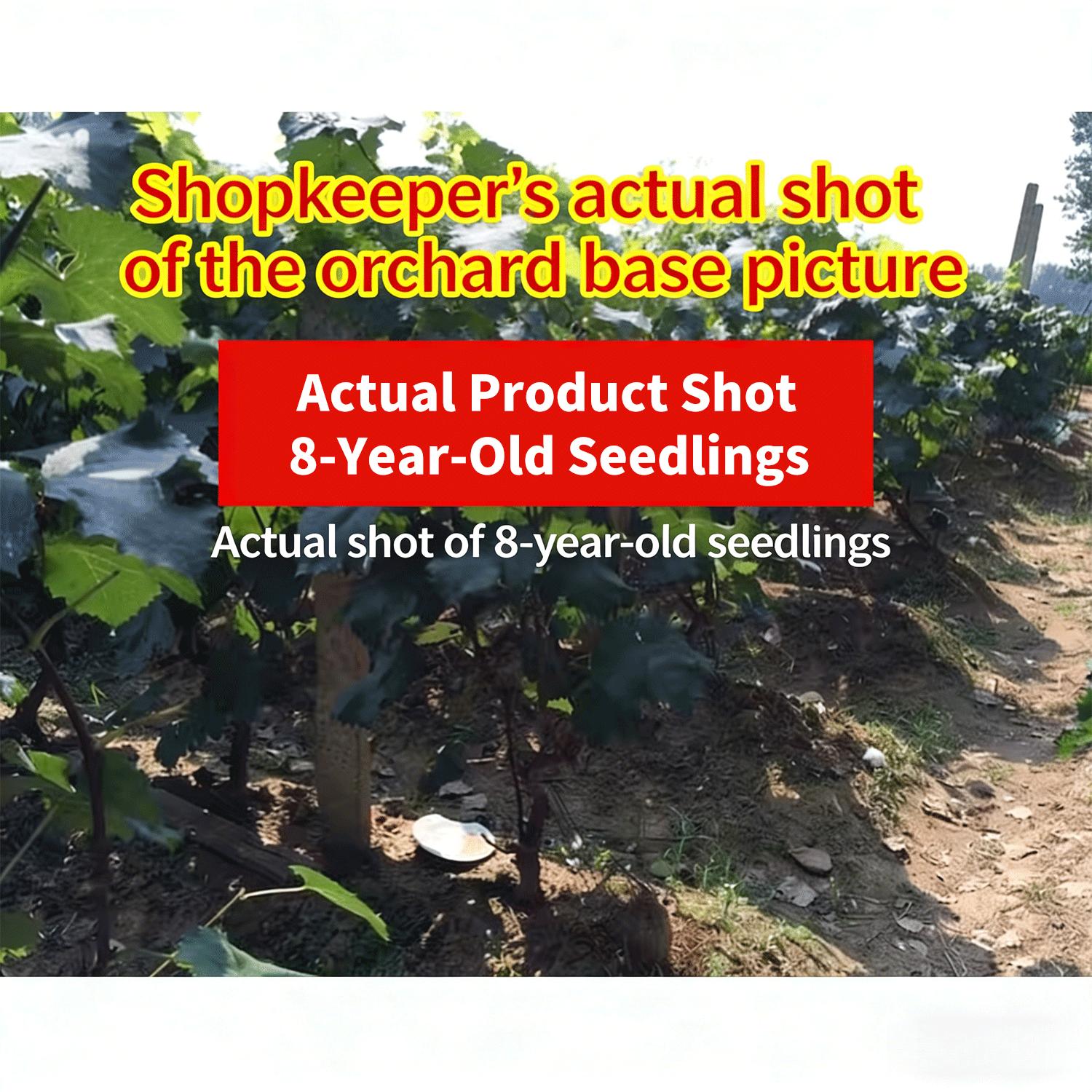 Citrine Grapevine Seedlings—2-Year-Old Perennials | High-Yielding, Sweet-Fruited, and Easy-to-Care-For Grapevine Seedlings