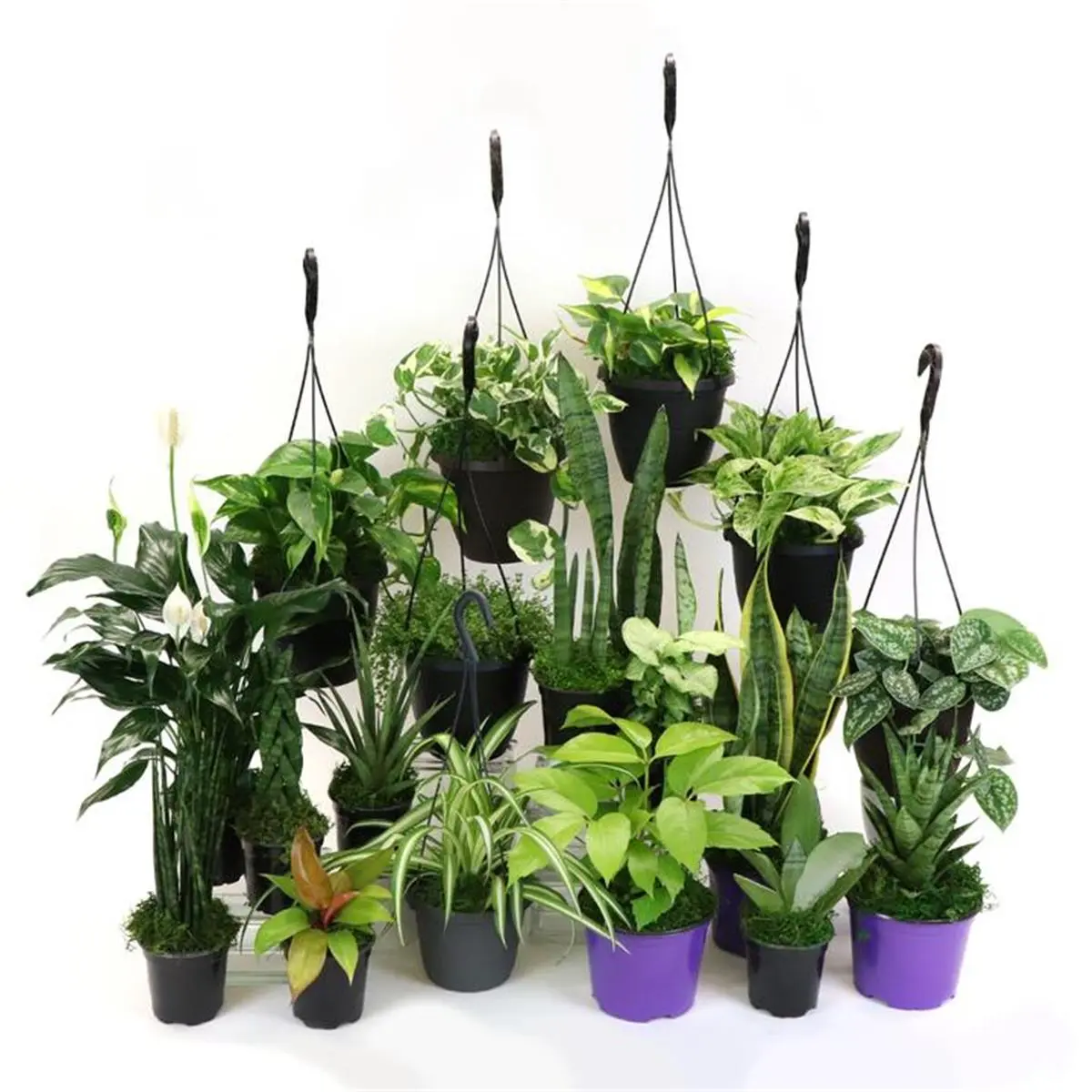 212 MAIN Live House Plant Bundle - 4 Potted Indoor 4in Plants, Home Decor for Low-Light Environments, Potted Indoor Plants