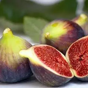 CELESTE FIG