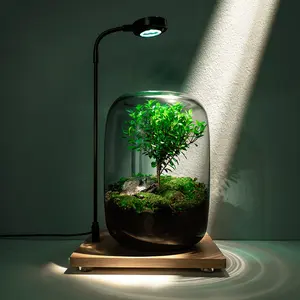 Terrarium Tree in Glass Jar | Succulent & Fern Planter | Ideal for Home & Office Decor