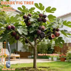 Dwarf Fig Tree Live Plant – Bare Root, Ready to Plant upon Arrival – Perfect for Ground or Potted Gardening – Edible Fruit Bearing Tree, backyard orchard