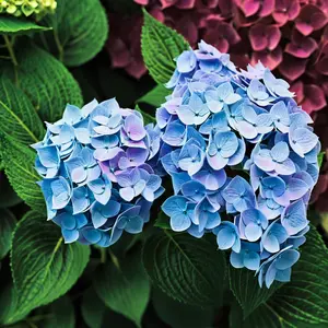 5 Blue Hydrangea Seeds- Premium Perennial Flower and Fruit Seeds Pack, Ideal for Garden Borders, Lush Blooms All Season, Cottage Garden Favorite, Rare Seeds Gift for Plant Lovers, Plant Seeds for Outdoors Ornaments, Day light Decor Decorative
