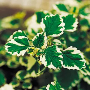 Proven Accents® Variegated Swedish Ivy