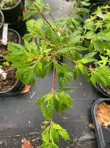 Acer palmatum 'Momenshide' Feather Leaf Japanese Maple