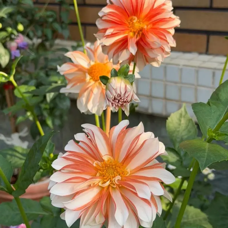 Dahlia Flower Bulbs, Orange Striped Double Dahlia Tubers, Perennial Ornamental Flowers for Patio Pot & Garden Planting, Easy to Grow Home Landscape Flower Bulbs
