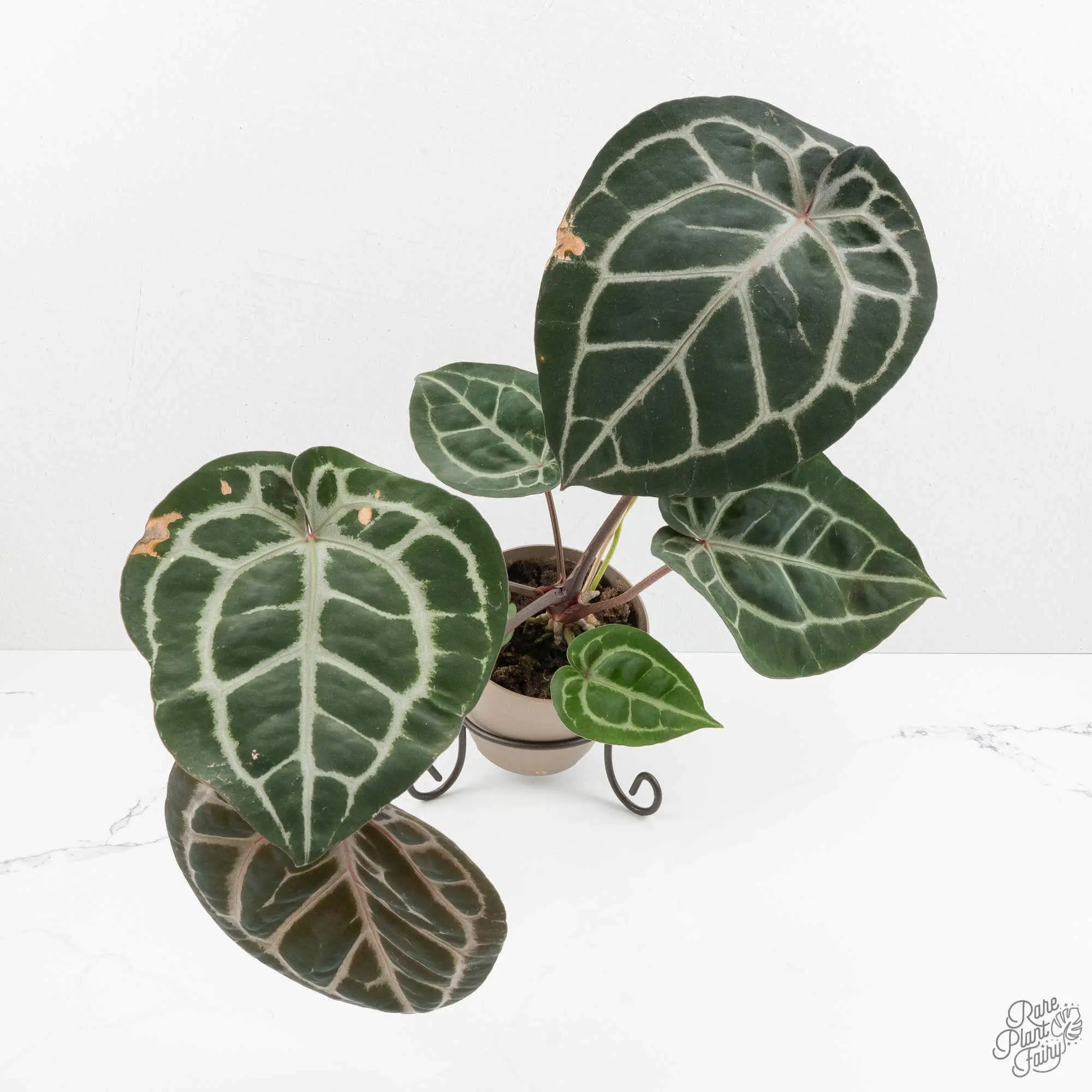 Anthurium 'Michelle' by DocBlock *Grower's Choice*