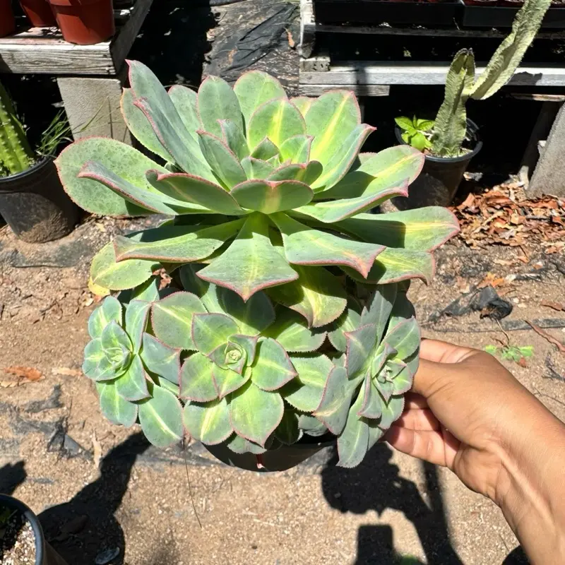 Aeonium Starburst Plant 6 inch pot succulent