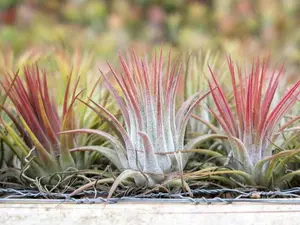 12 Pack of Ionantha Guatemala Air Plants, Plants - Bulk Air Plants