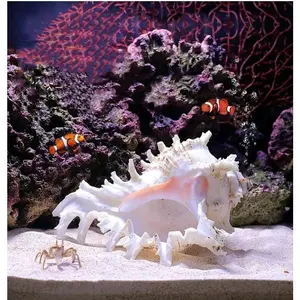 5.5'’ to 6.3'’ Large Natural Conch Shell Fish Tank Hideout Fish Tank House Natural Conch sea Shells for Fish Tank,Air Plant,Home Decorations,DIY Crafts Large Natural Conch Shell Fish Tank Hideout Large Natural Conch Shell Fish Tank Hideout