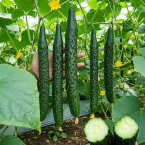 60 Asian Suyo Long Cucumber Seeds Crisp Sweet Productive Heirloom Variety for Home Garden All Seasons Hardiness Fast Growing