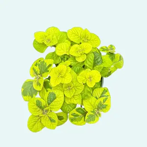 Plectranthus Guacamole Plant - Swedish Ivy - Vibrant Green Pet Safe Houseplant - Pet Friendly Live Indoor Plant
