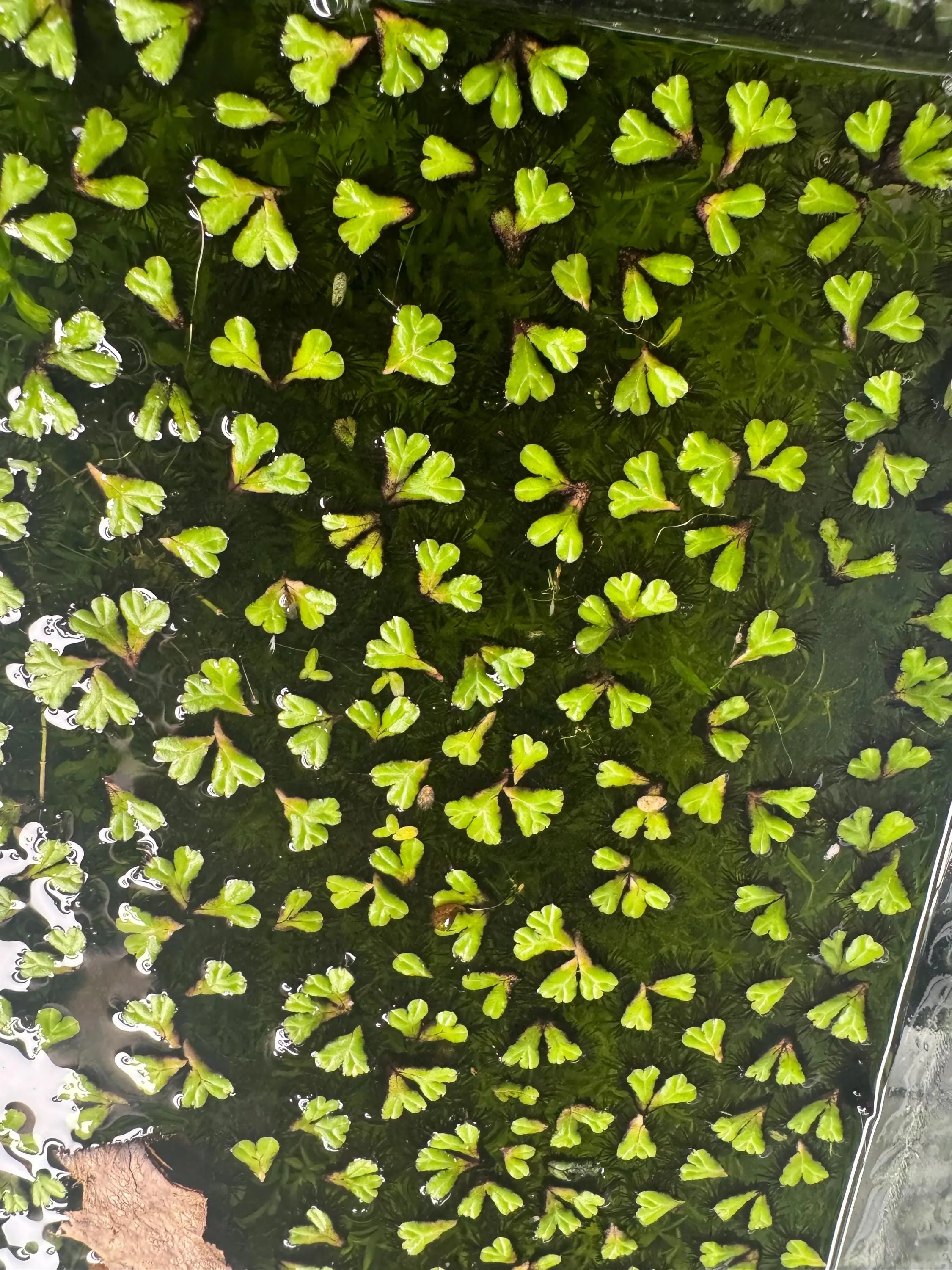 Purple Fringed Riccia – Floating Aquarium Plant for Nano Tanks