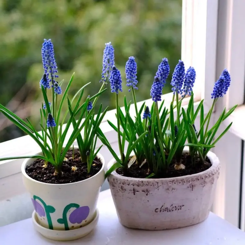 Low-Maintenance Easy-Grow Grape Hyacinth Bulbs for Beginners - Suitable for Indoor Containers, Outdoor Garden Beds