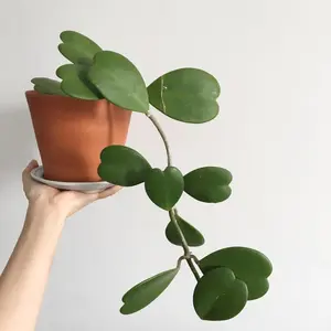 Sweet Heart Houseplant Hoya Kerrii Rooted House Plant